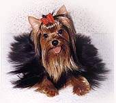 MINI SHOP MOY DEN VARENIA &mdash; Labaza DogPedigree YorkshireTerrier