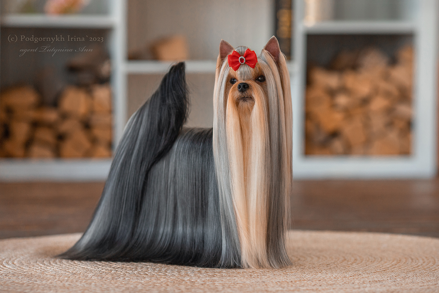 Silk Paradise SILK PARADISE LOVE FOR ME &mdash; Labaza DogPedigree YorkshireTerrier