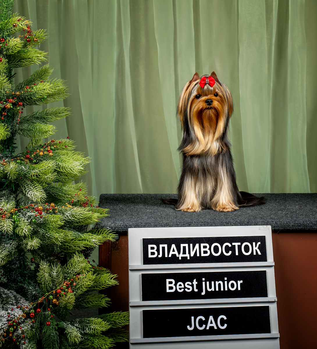 OLIS BEAUTY OLIS BEAUTY GORACE CHUDO &mdash; Labaza DogPedigree YorkshireTerrier