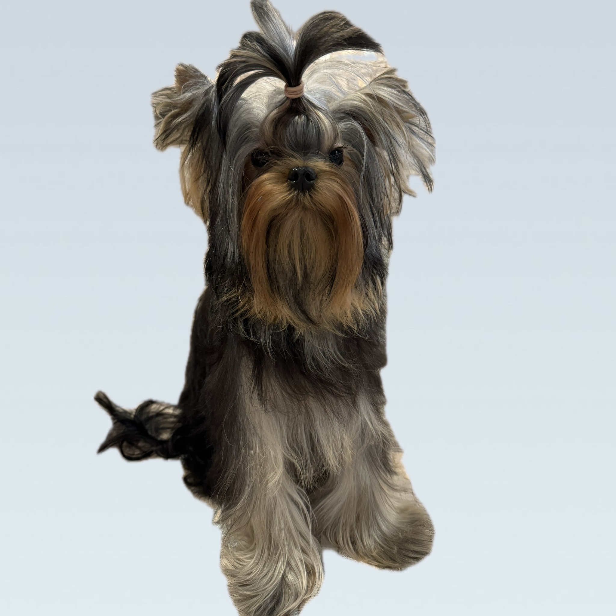 Moy Shedevr MOY SHEDEVR BARONESSA &mdash; Labaza DogPedigree YorkshireTerrier