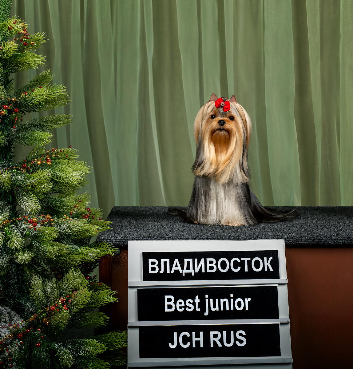 OLIS BEAUTY OLIS BEAUTY GARDIA MY SOUL &mdash; Labaza DogPedigree YorkshireTerrier