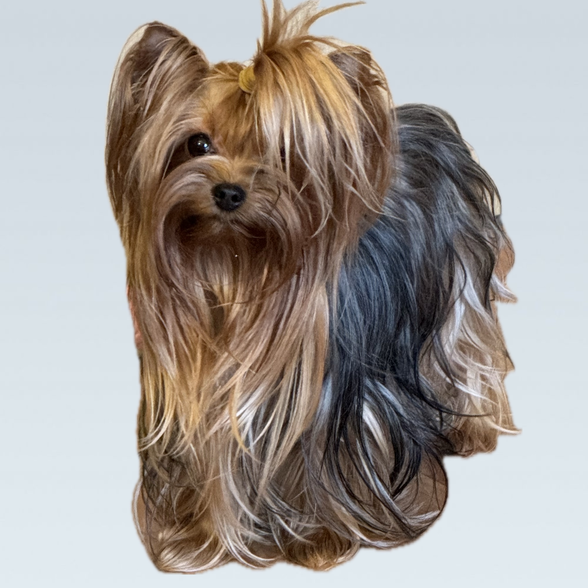 Moy Shedevr MOY SHEDEVR BELLA &mdash; Labaza DogPedigree YorkshireTerrier