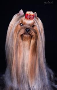 HEVENLI DANS MANIFIQUE PASSION &mdash; Labaza DogPedigree YorkshireTerrier