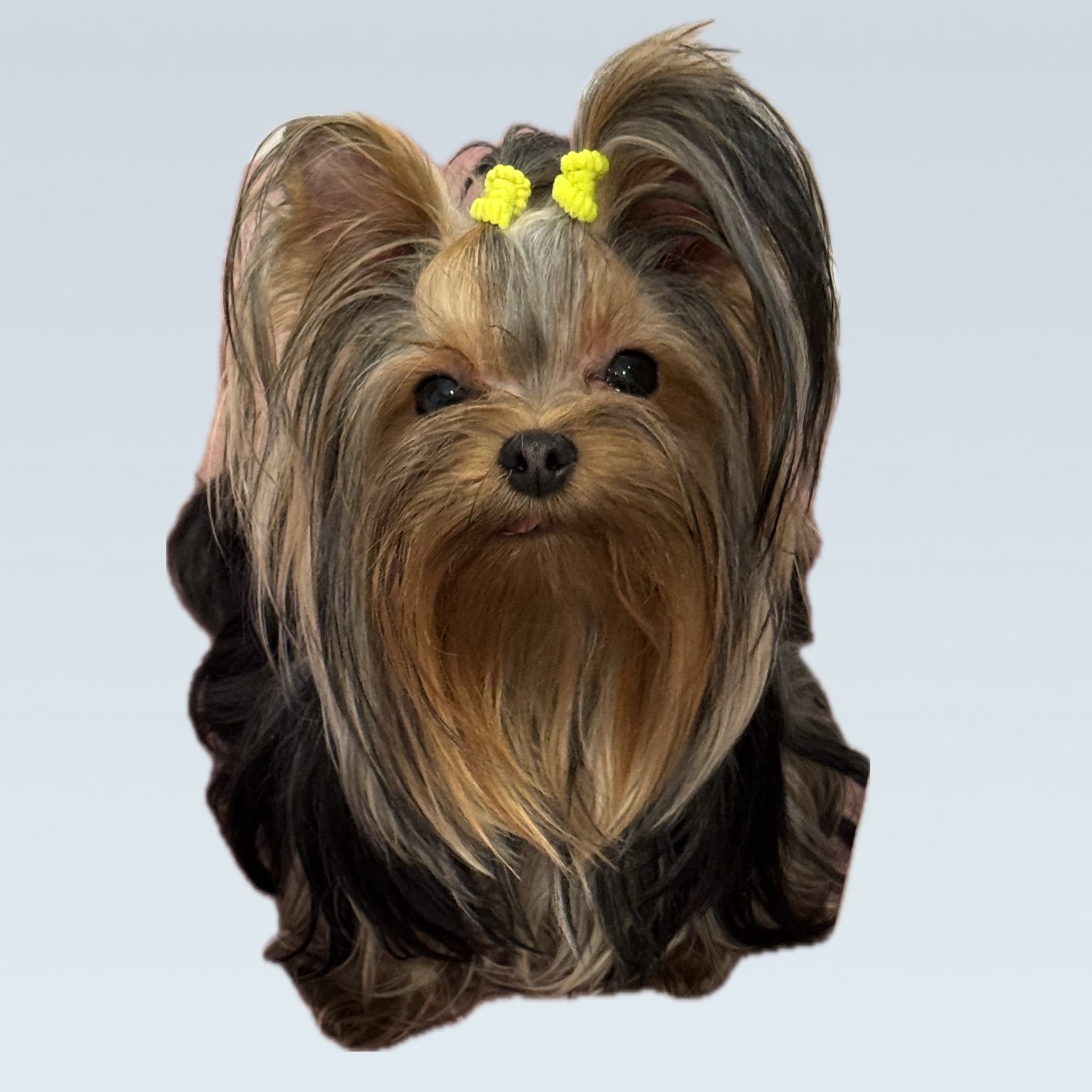 ENDLESS BLISS CHERRY LADY &mdash; Labaza DogPedigree YorkshireTerrier