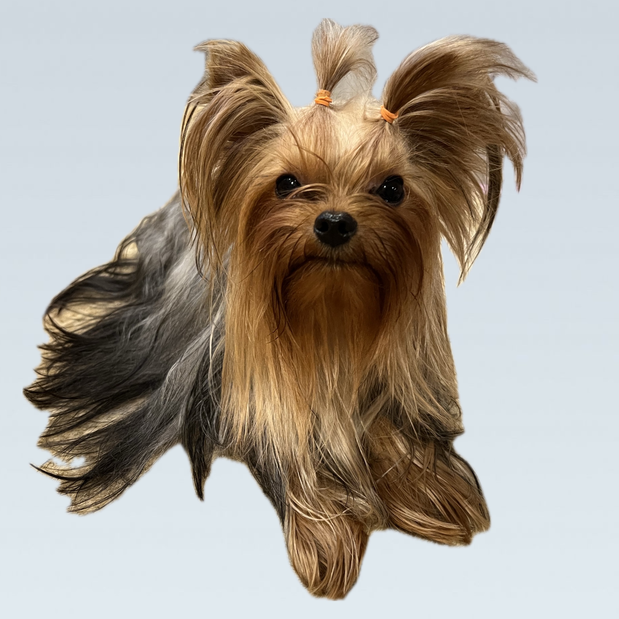 PRINTSESSA LEYA IZ GRADA KATERINY &mdash; Labaza DogPedigree YorkshireTerrier