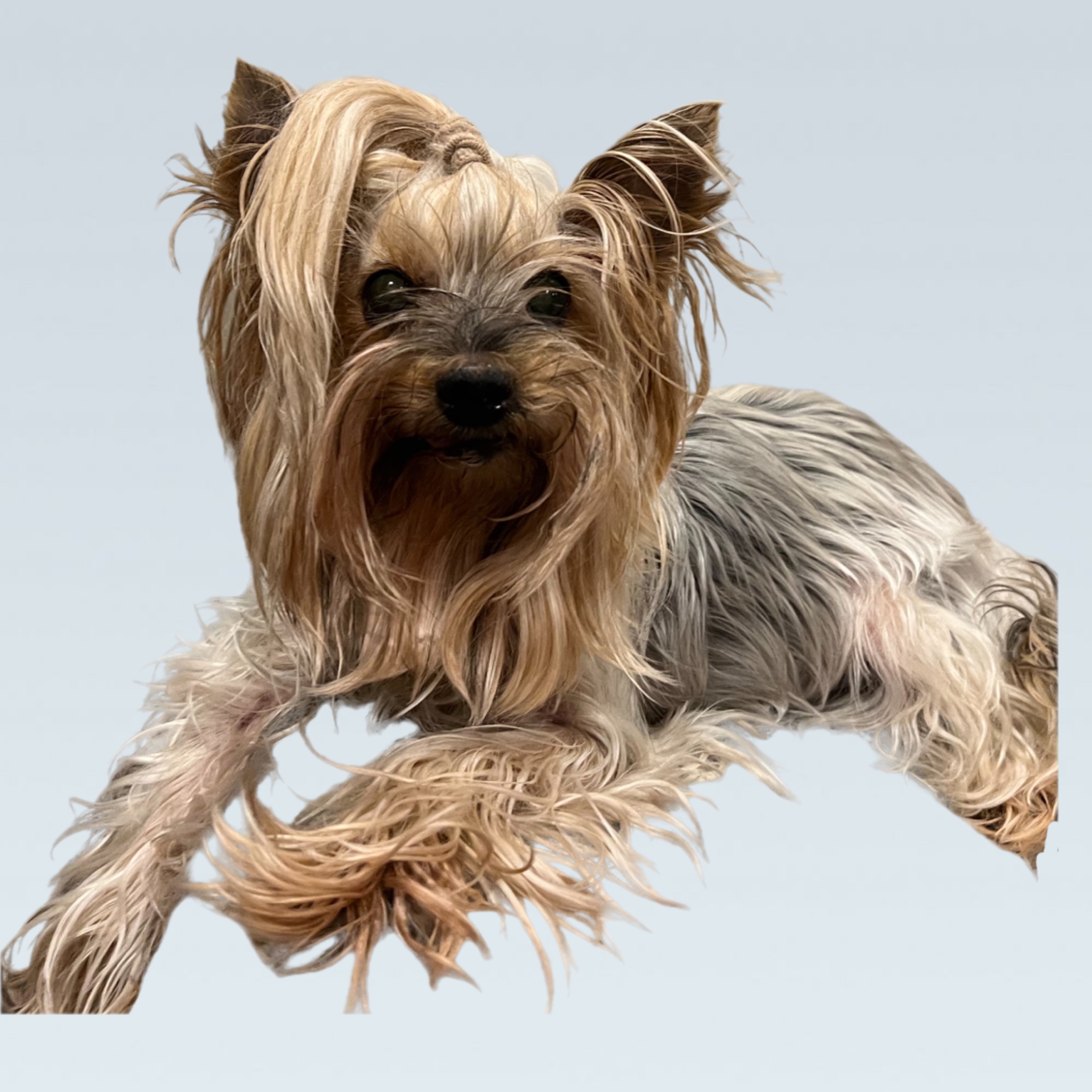 YANITA PUR BLANKA &mdash; Labaza DogPedigree YorkshireTerrier