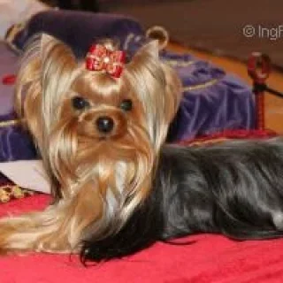 KENDLAIT FLASH DANCE &mdash; Labaza DogPedigree YorkshireTerrier
