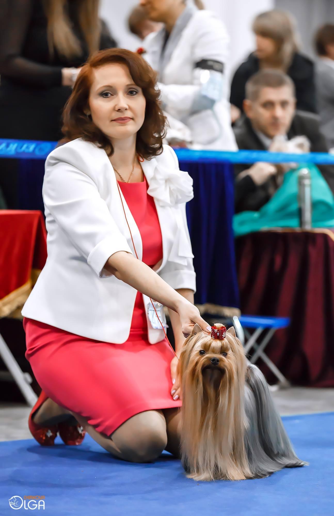 Natalya70 &mdash; Labaza DogPedigree YorkshireTerrier