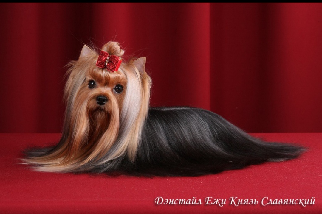 DENSTAIL EZHI KNYAZ SLAVYANSKIY &mdash; Labaza DogPedigree YorkshireTerrier