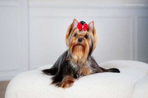 PALES OF TE VINDS ESENIA &mdash; Labaza DogPedigree YorkshireTerrier