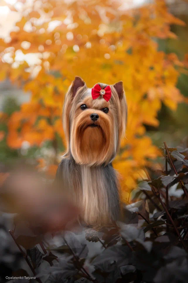 FANTASTIC BEAUTY EUROSTAR &mdash; Labaza DogPedigree YorkshireTerrier