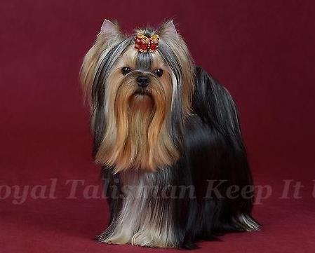  ROYAL TALISMAN KEEP IT UP &mdash; Labaza DogPedigree YorkshireTerrier