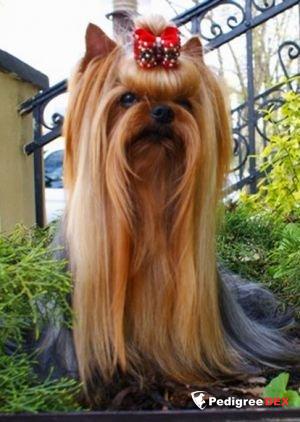  LOVER MAN STRIBRNE PRANI &mdash; Labaza DogPedigree YorkshireTerrier