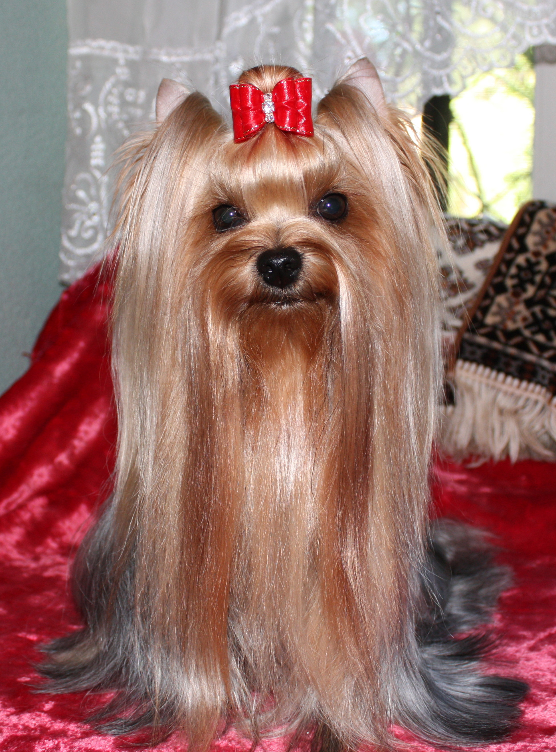 Laranta LARANTA ASTI MARTINI &mdash; Labaza DogPedigree YorkshireTerrier