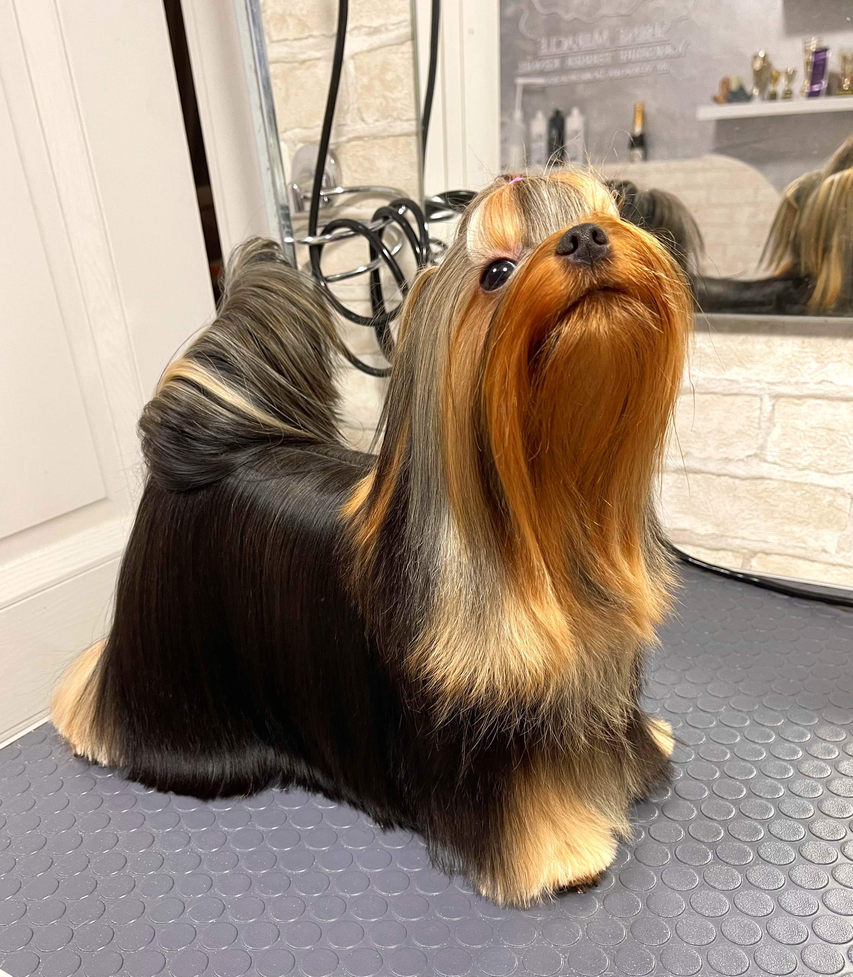 Shine Miracle Gotica &mdash; Labaza DogPedigree YorkshireTerrier