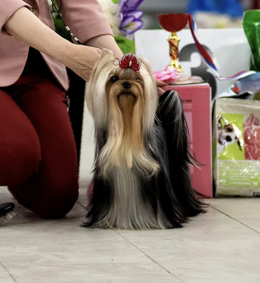 Silk Paradise SILK PARADISE MIRANDA &mdash; Labaza DogPedigree YorkshireTerrier