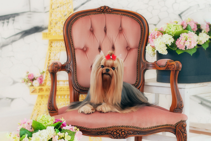 AMORE BRAVO PANDORA &mdash; Labaza DogPedigree YorkshireTerrier