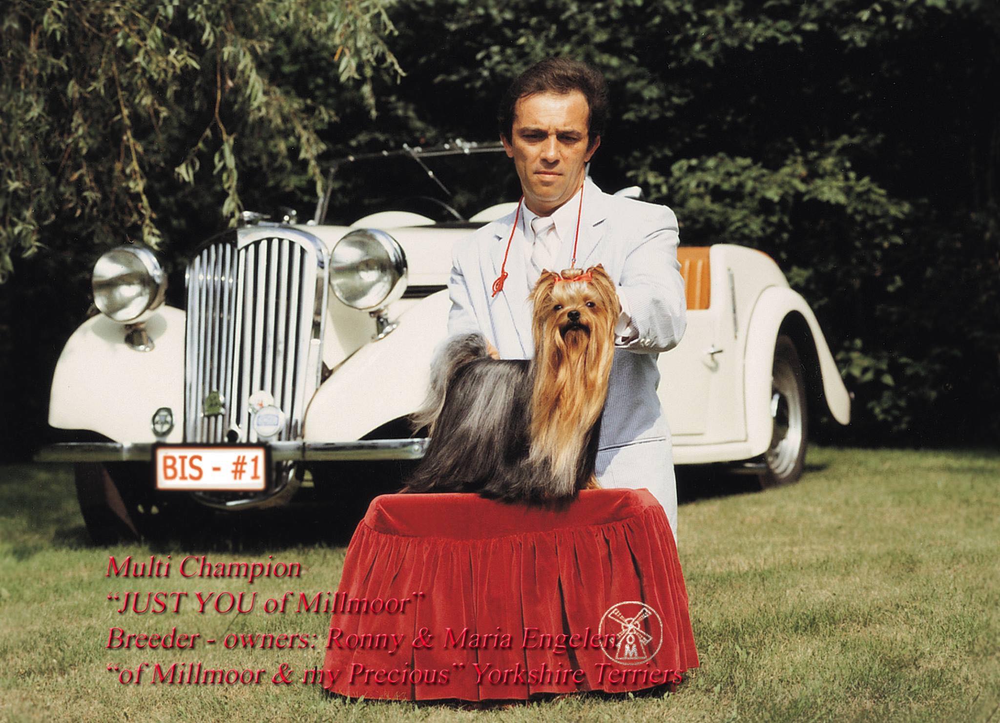 LARANTA &mdash; Labaza DogPedigree YorkshireTerrier