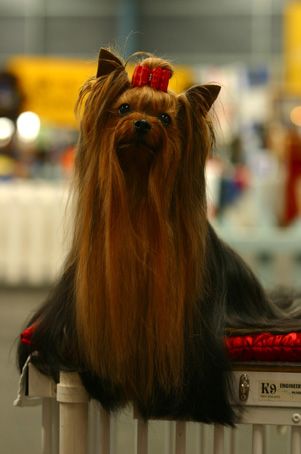  Debonaire's Come What May &mdash; Labaza DogPedigree YorkshireTerrier
