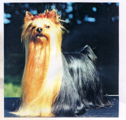  GUEULE D'AMOUR DE MAJODIAN &mdash; Labaza DogPedigree YorkshireTerrier