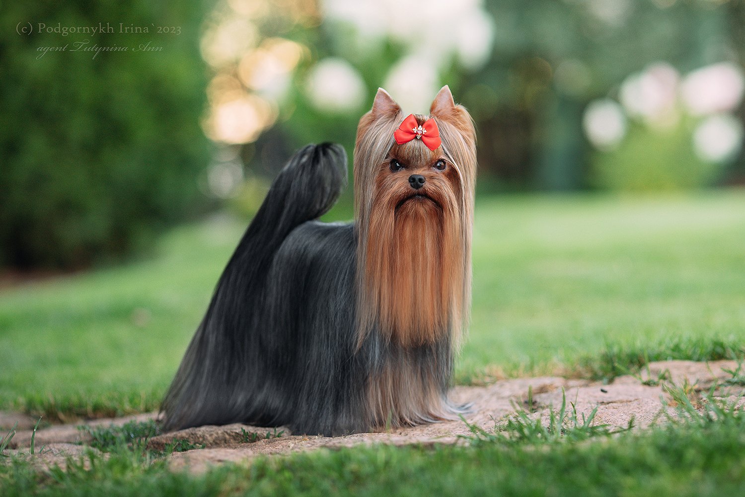 STREET FLASH STREET FLASH REIPER &mdash; Labaza DogPedigree YorkshireTerrier