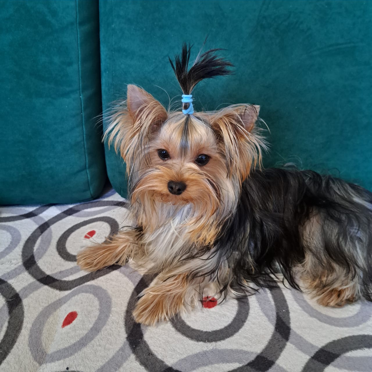 AGAIN LOVE CHIN CHIN &mdash; Labaza DogPedigree YorkshireTerrier