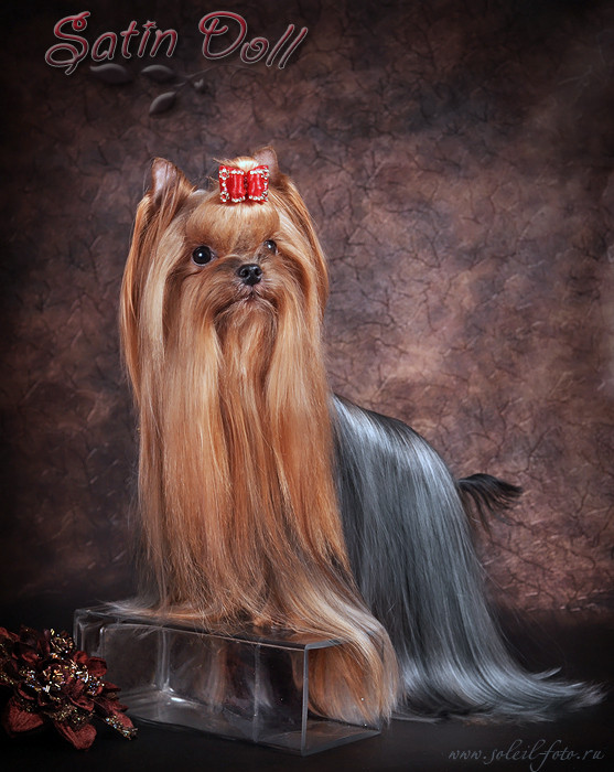  SATIN DOLL ESCAPADA &mdash; Labaza DogPedigree YorkshireTerrier