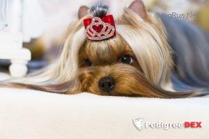 LIFE IMAGE GLORY WAY &mdash; Labaza DogPedigree YorkshireTerrier