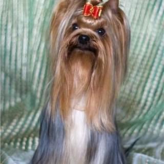  JEDI SANSE ANUTINY GLAZKI &mdash; Labaza DogPedigree YorkshireTerrier
