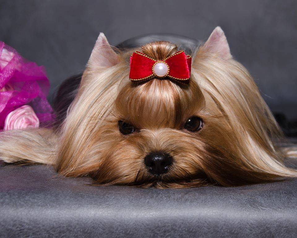 STREET FLASH STREET FLASH IZABEL' &mdash; Labaza DogPedigree YorkshireTerrier
