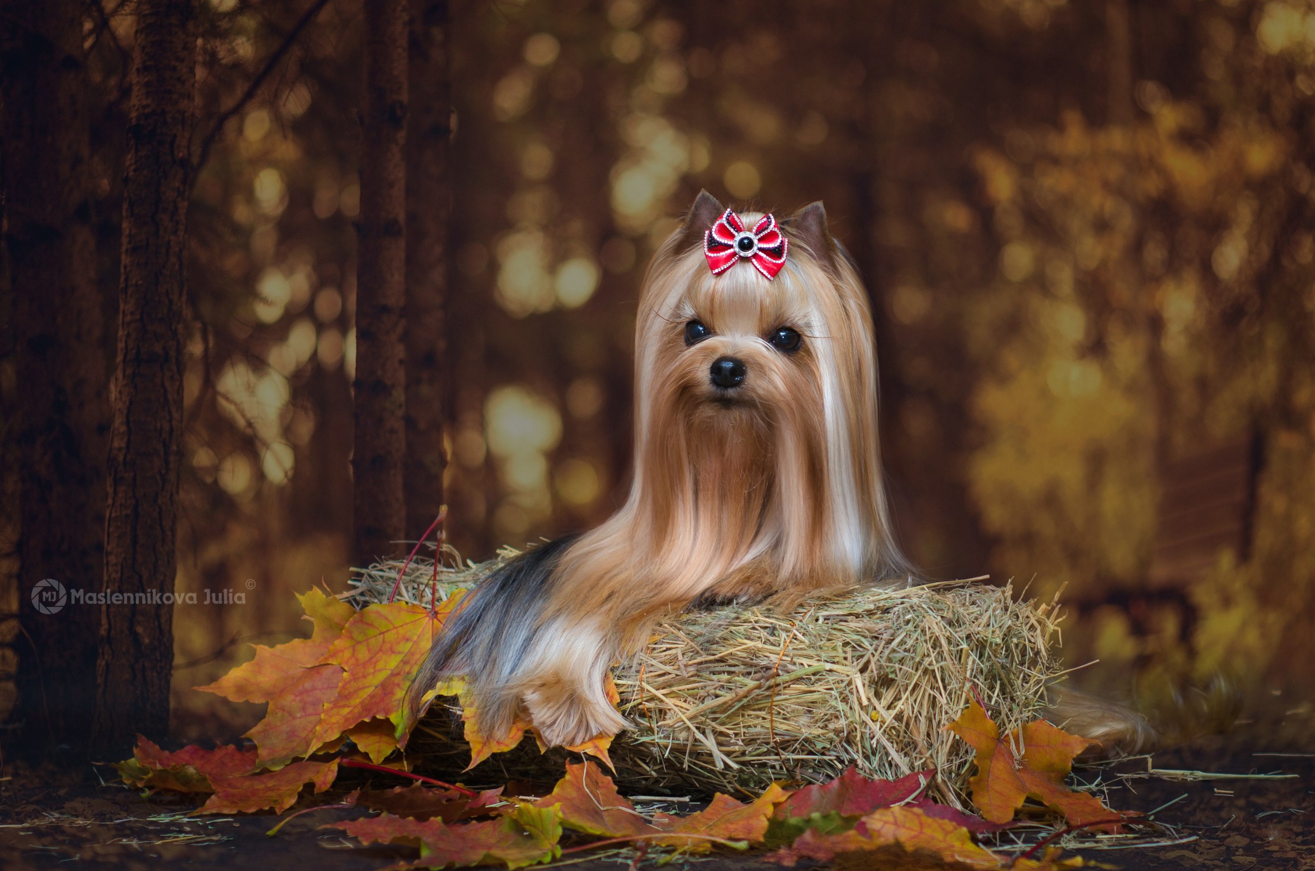 STREET FLASH STREET FLASH ZENIT OF FAME &mdash; Labaza DogPedigree YorkshireTerrier