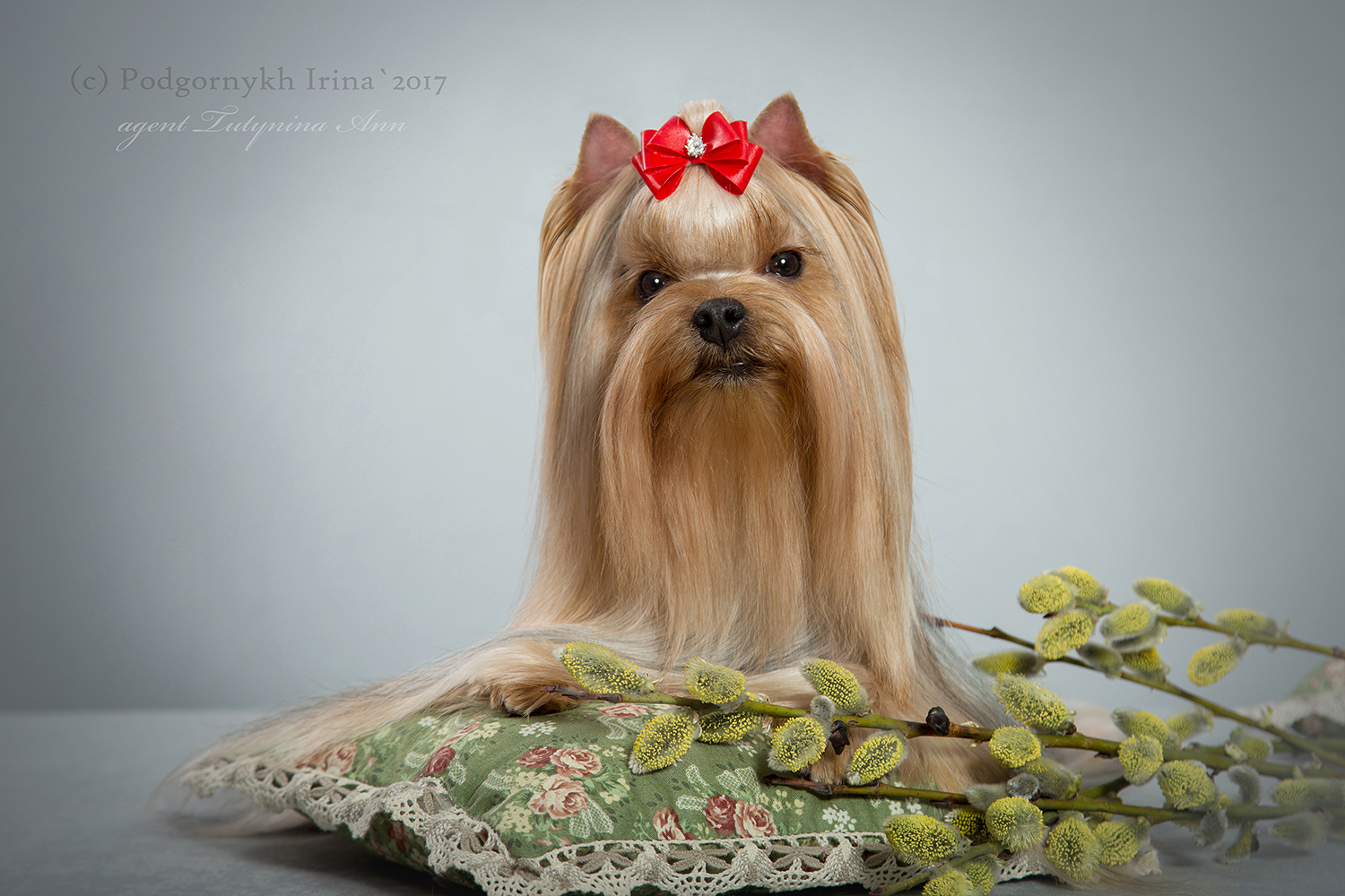 STREET FLASH STREET FLASH GVINEYA &mdash; Labaza DogPedigree YorkshireTerrier