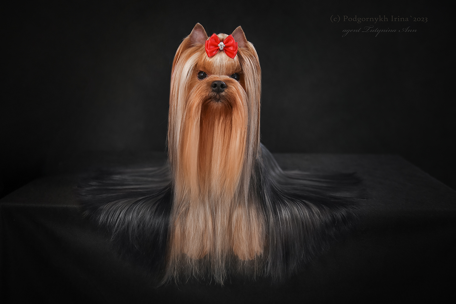 ELIT CHOJS BAFI BREJTON &mdash; Labaza DogPedigree YorkshireTerrier