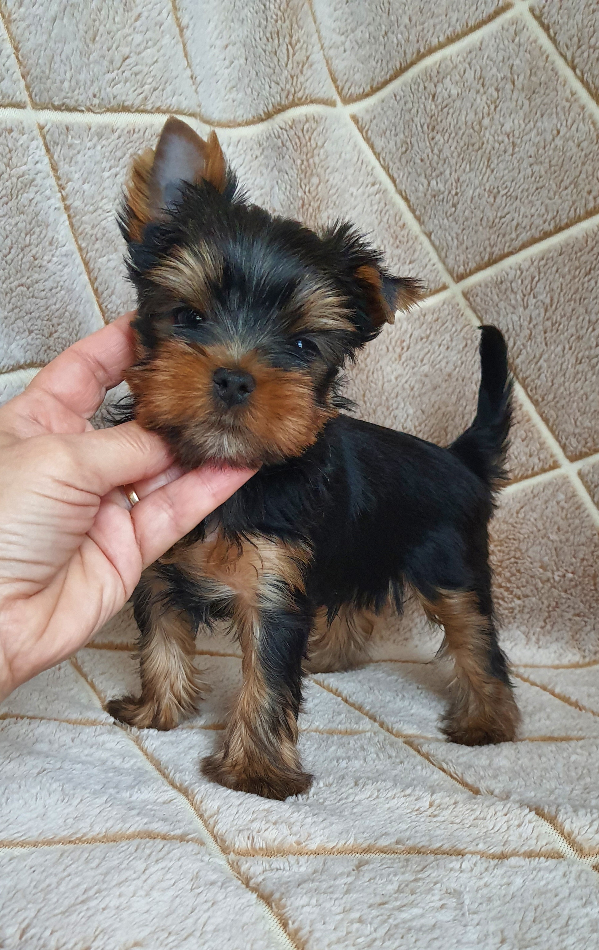 Wellary Wellary Etalon &mdash; Labaza DogPedigree YorkshireTerrier