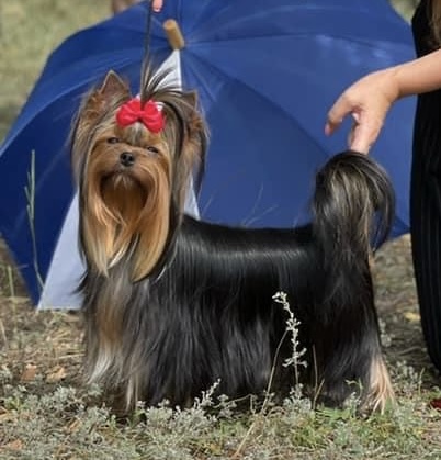 Primavera Incanta Primavera Incanta Frederica &mdash; Labaza DogPedigree YorkshireTerrier