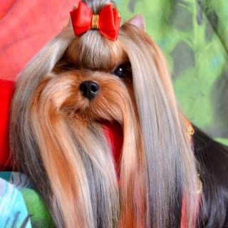  LIFE IMAGE ROCK N ROLL &mdash; Labaza DogPedigree YorkshireTerrier