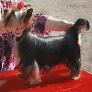 Royal Boutique ROYAL BOUTIQUE VIVA LA VITA &mdash; Labaza DogPedigree YorkshireTerrier