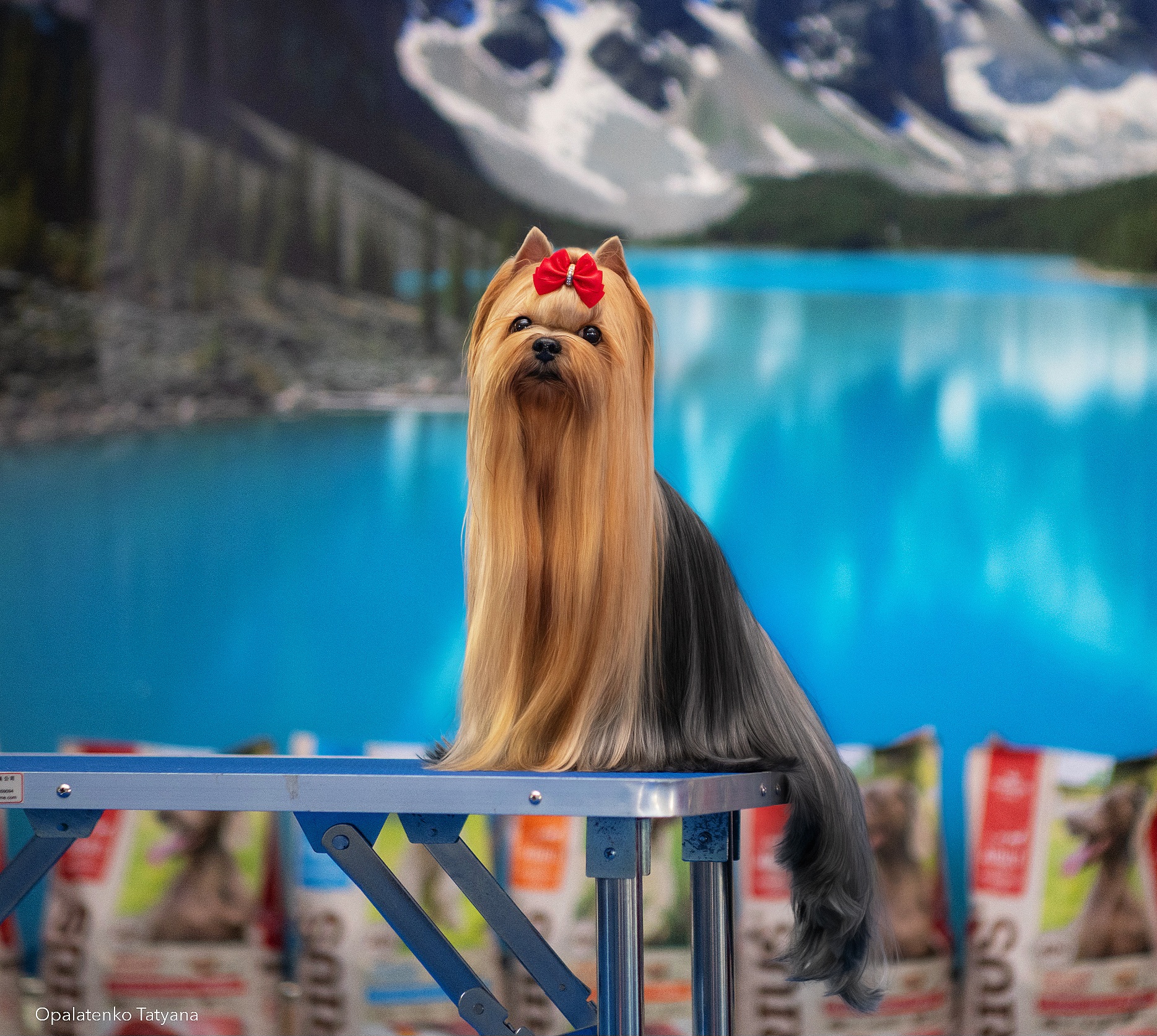 Manris Le Bri MANRIS LE BRI STRANGE WISE &mdash; Labaza DogPedigree YorkshireTerrier