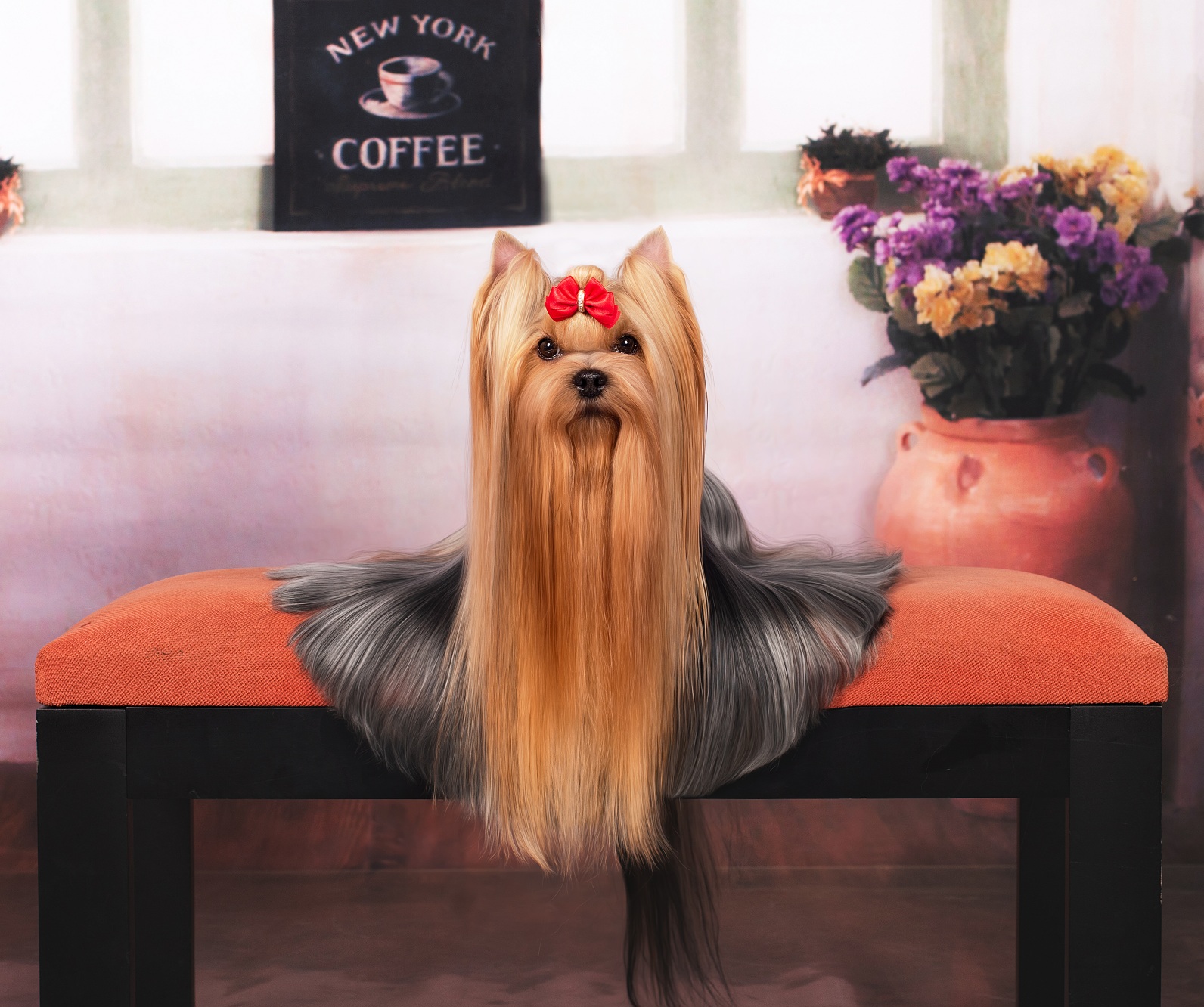 Jedi Sanse JEDI SANSE DIAS PASSION &mdash; Labaza DogPedigree YorkshireTerrier