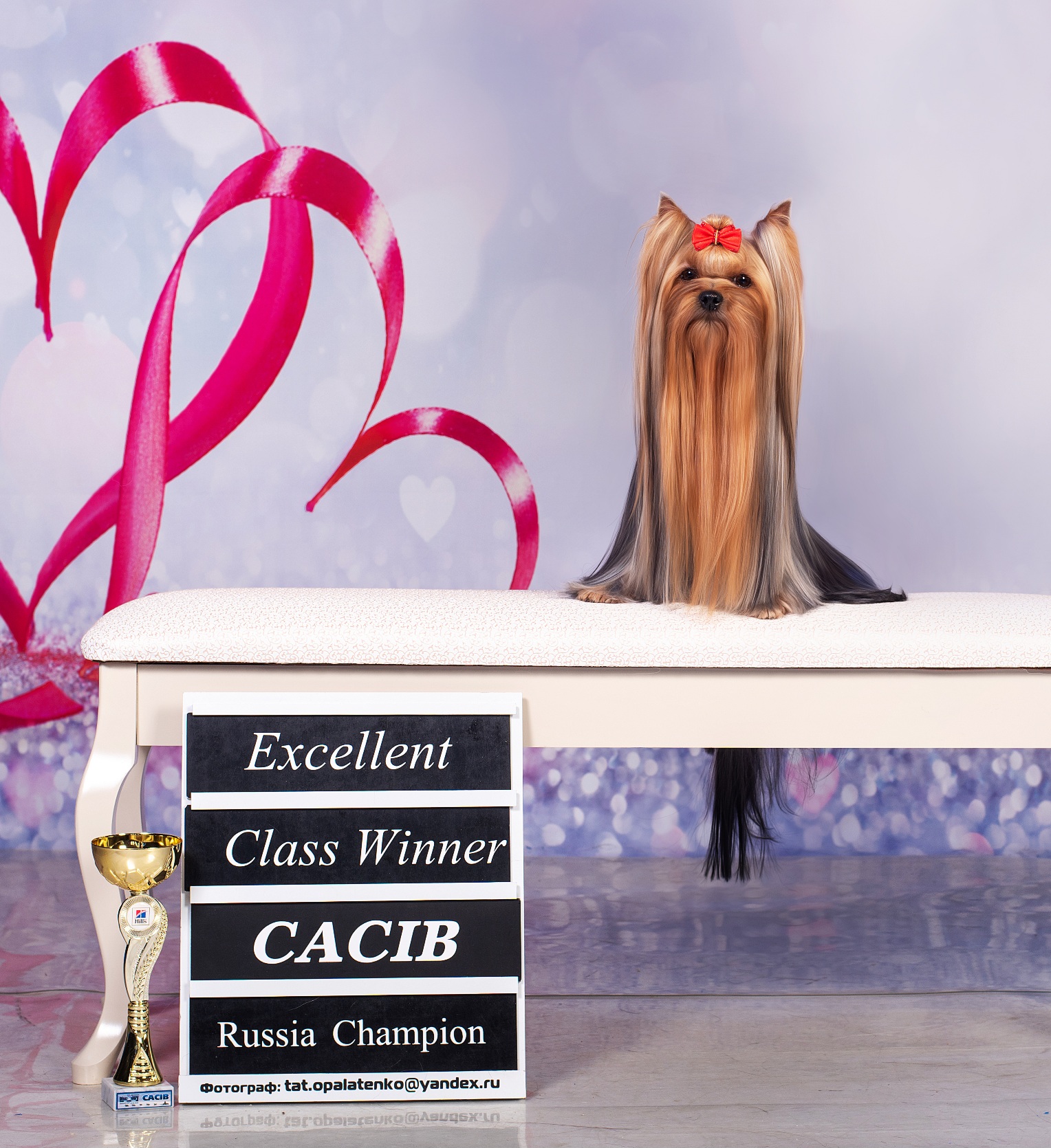 SIYANIE ZVEZD FORTUNA &mdash; Labaza DogPedigree YorkshireTerrier