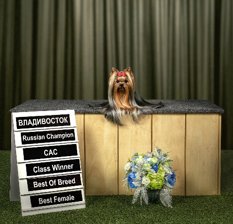 Manris Le Bri MANRIS LE BRI YAMINA B'EAUTY STAR &mdash; Labaza DogPedigree YorkshireTerrier