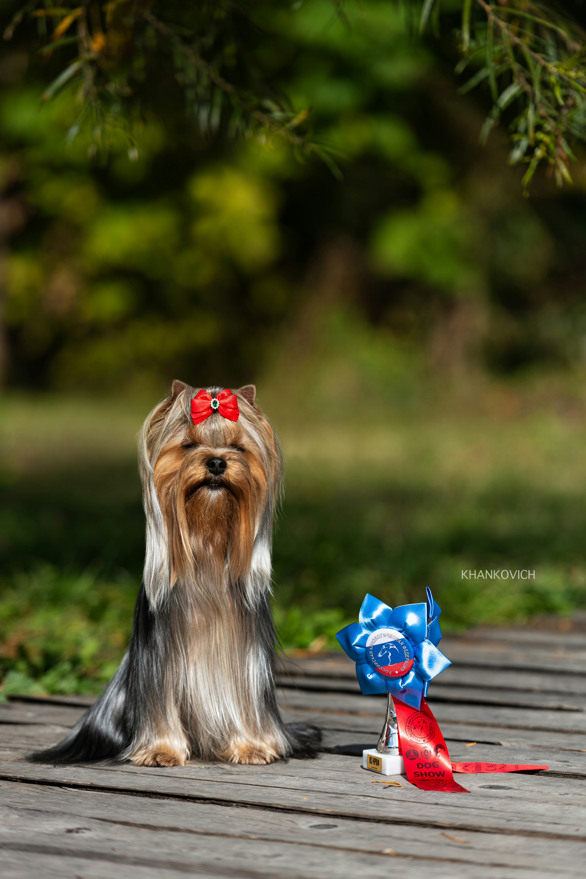Manris Le Bri MANRIS LE BRI ADELE BLAGORODNAYA &mdash; Labaza DogPedigree YorkshireTerrier