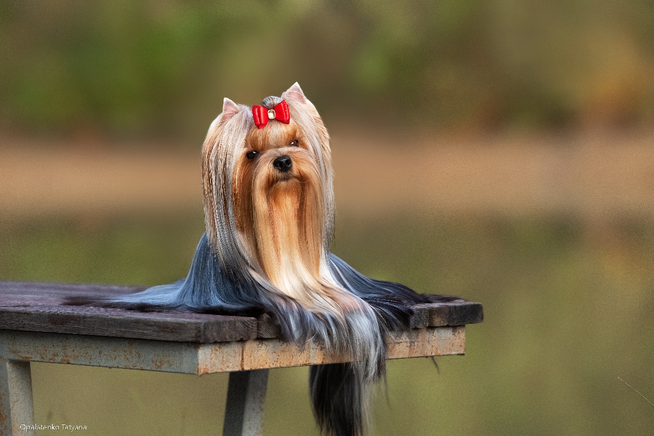 Manris Le Bri SANSA MAGIYA PROSHLOGO &mdash; Labaza DogPedigree YorkshireTerrier