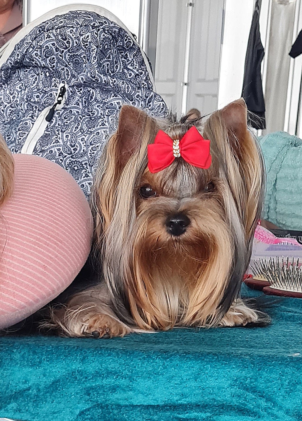 Manris Le Bri MANRIS LE BRI KIKI FARY TAIE &mdash; Labaza DogPedigree YorkshireTerrier