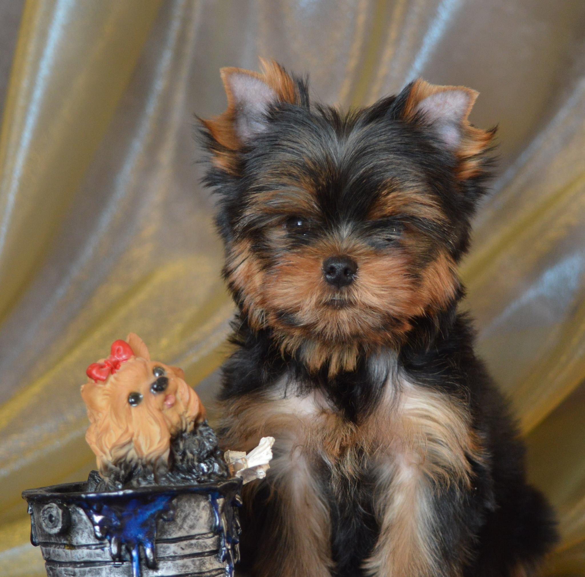 Primavera Incanta POSITIVE WAVE &mdash; Labaza DogPedigree YorkshireTerrier