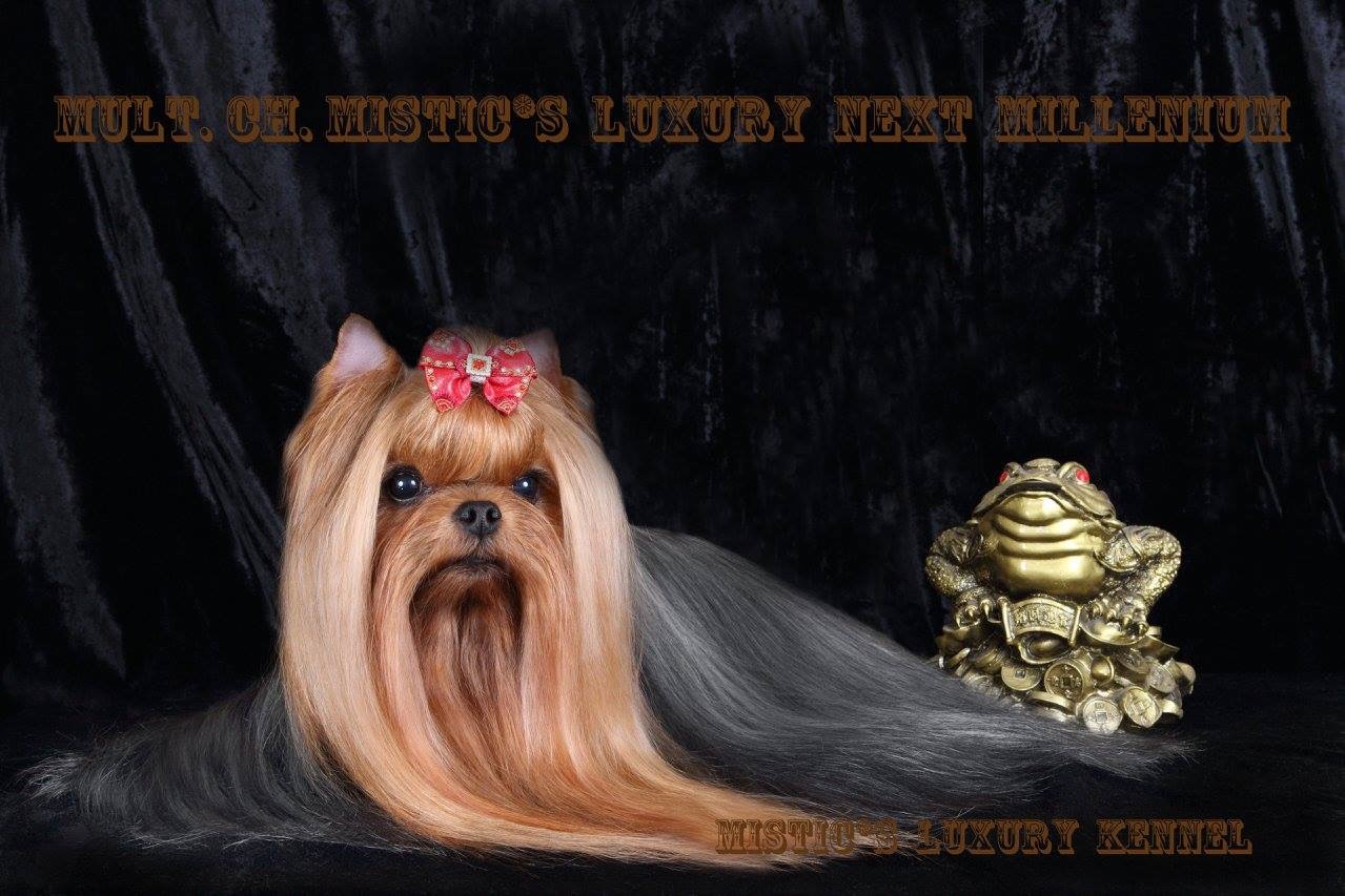 Лакшери &mdash; Labaza DogPedigree YorkshireTerrier