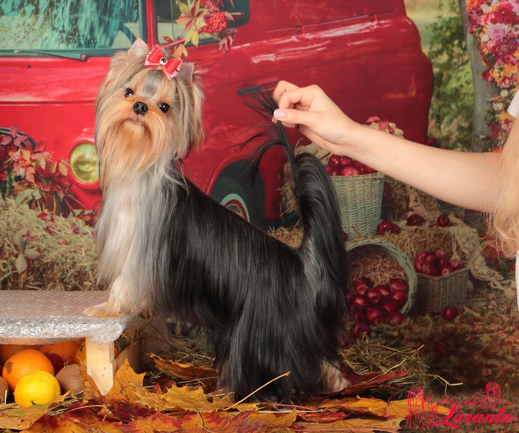 Laranta LARANTA DIADEMA &mdash; Labaza DogPedigree YorkshireTerrier