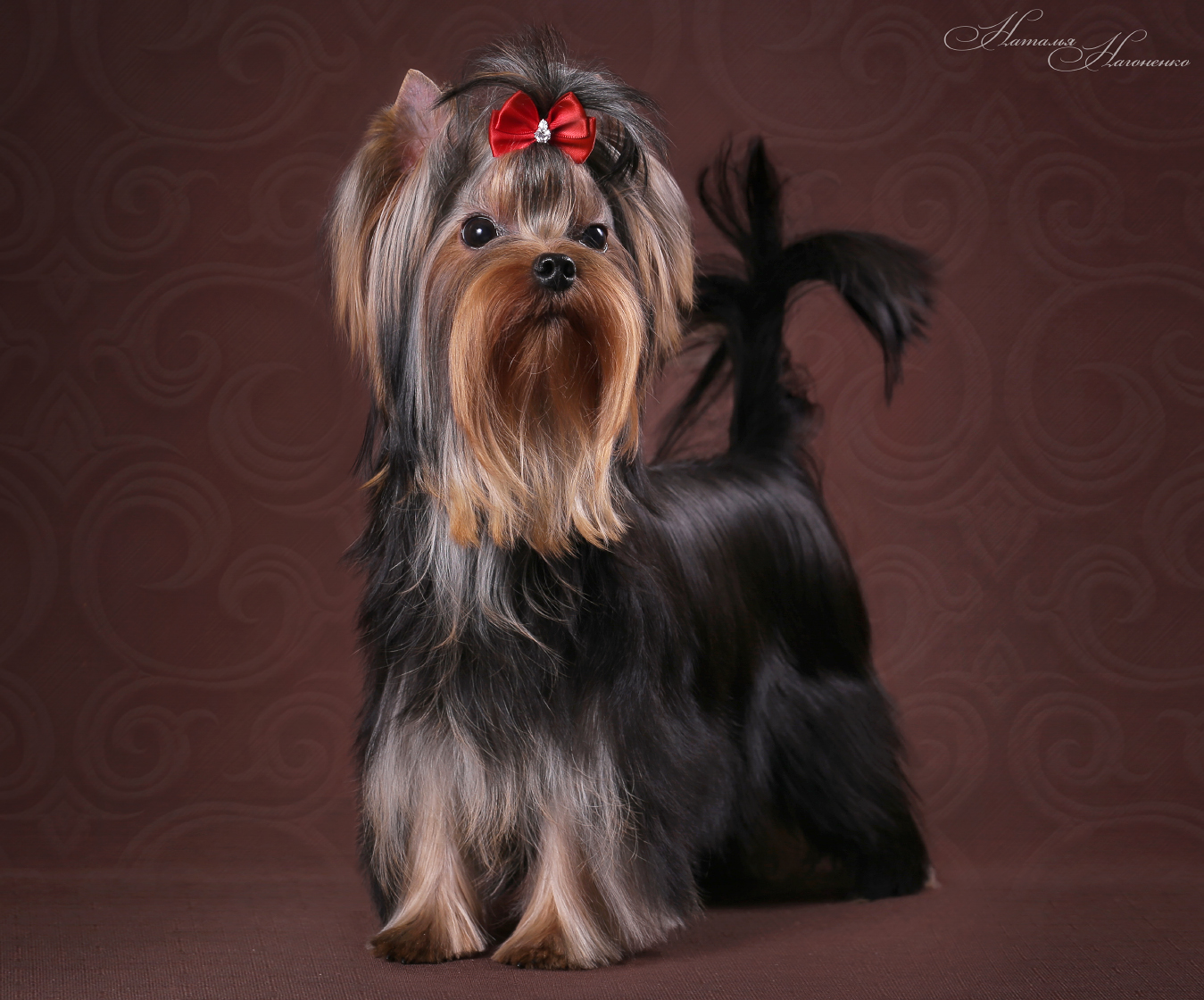  Laranta Epatage &mdash; Labaza DogPedigree YorkshireTerrier