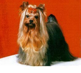 Durrer DURRER'S HIGH FALUTIN &mdash; Labaza DogPedigree YorkshireTerrier