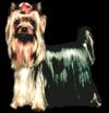 Durrer DURRER'S HIGH FREQUENCY &mdash; Labaza DogPedigree YorkshireTerrier